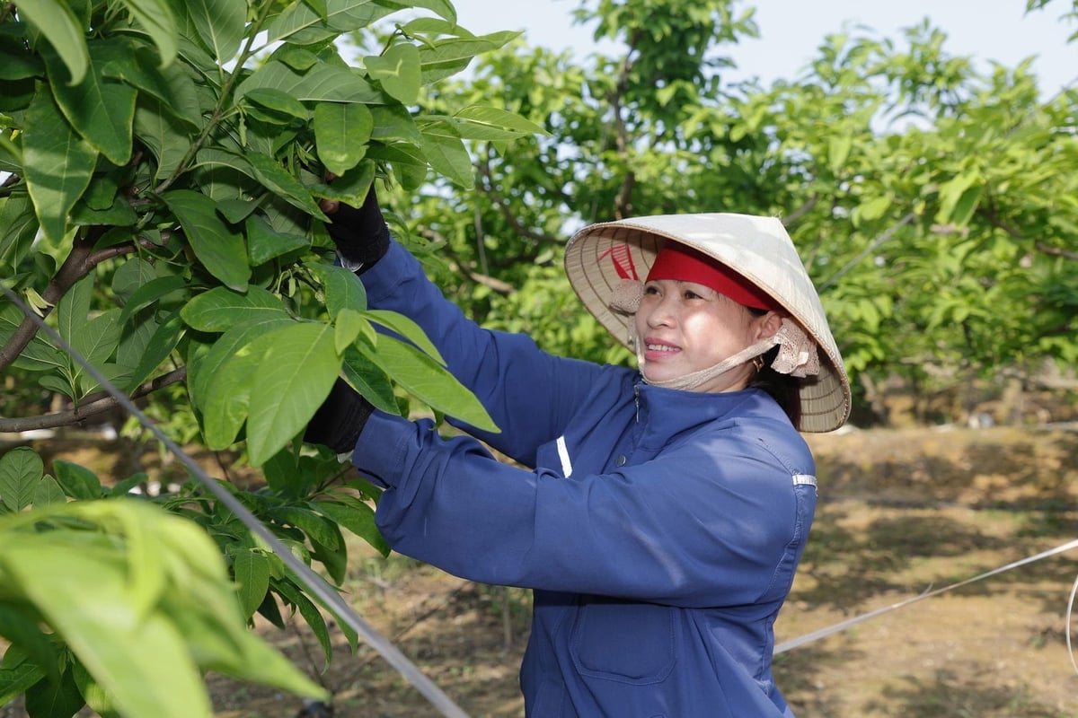 Bà Bùi Thị Lời chăm sóc vườn na bở đang trong giai đoạn đậu quả. Ảnh: Nguyễn Thành. Bà Bùi Thị Lời chăm sóc vườn na bở đang trong giai đoạn đậu quả. Ảnh: Nguyễn Thành.