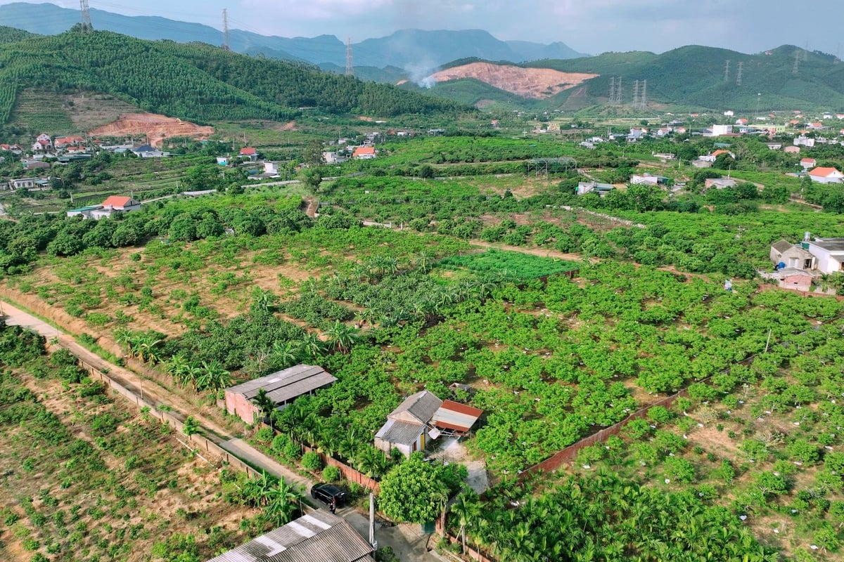 Na bở là cây trồng chủ lực tại phường Bình Khê, tỉnh Quảng Ninh. Ảnh: Nguyễn Thành. Na bở là cây trồng chủ lực tại phường Bình Khê, tỉnh Quảng Ninh. Ảnh: Nguyễn Thành.