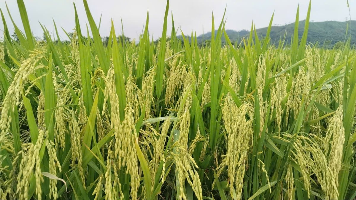 Cây lúa cứng, bông dày hạt, đứng vững trước dông lốc. Ảnh: Thanh Nga.