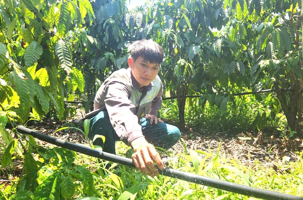 Gia Lai sẽ đẩy mạnh áp dụng các gói kỹ thuật canh tác giảm phát thải như tưới tiết kiệm vào trong sản xuất. Ảnh: Tuấn Anh.