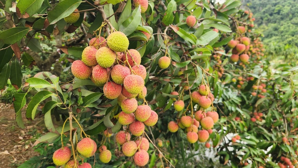 Vải chín sớm Phương Nam là cây trồng chủ lực ở phường Yên Tử. Ảnh: Nguyễn Thành.