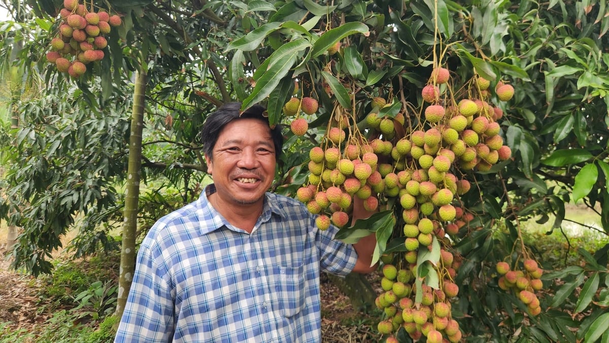 Anh Trần Văn Cường phấn khởi khi vải năm nay mẫu mã đẹp, giá cao. Ảnh: Nguyễn Thành.
