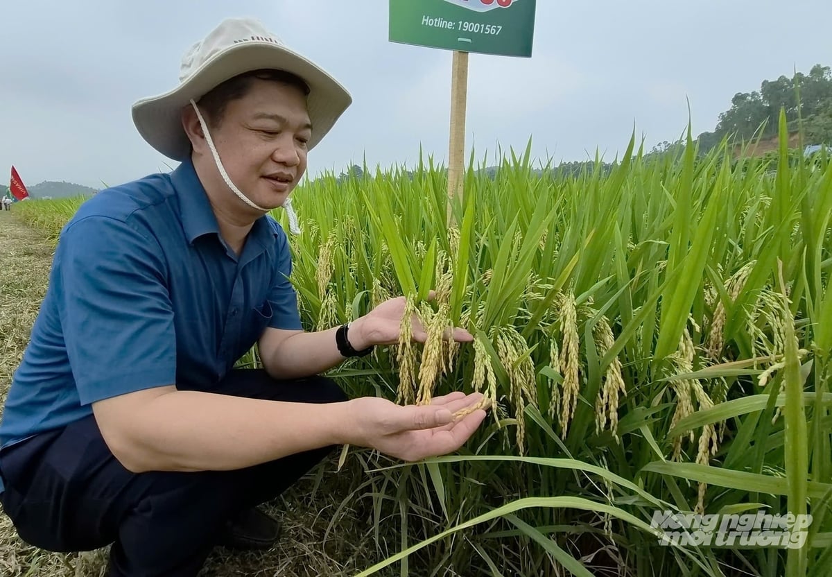 Ông Giang Đức Hiệp, Chi cục trưởng Chi cục Trồng trọt và Bảo vệ thực vật Tuyên Quang đánh giá cao khả năng thích nghi với điều kiện thời tiết khắc nghiệt và năng suất của giống lúa VNR86. Ảnh: Đào Thanh. Ông Giang Đức Hiệp, Chi cục trưởng Chi cục Trồng trọt và Bảo vệ thực vật Tuyên Quang đánh giá cao khả năng thích nghi với điều kiện thời tiết khắc nghiệt và năng suất của giống lúa VNR86. Ảnh: Đào Thanh.