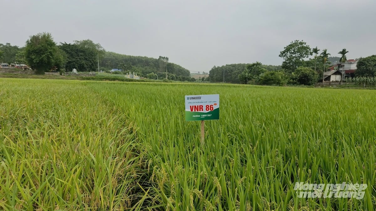 Hơn 3,3ha lúa VNR86 phát triển xanh tốt trên đồng ruộng xã Trường Sinh, tỉnh Tuyên Quang. Ảnh: Đào Thanh. Hơn 3,3ha lúa VNR86 phát triển xanh tốt trên đồng ruộng xã Trường Sinh, tỉnh Tuyên Quang. Ảnh: Đào Thanh.