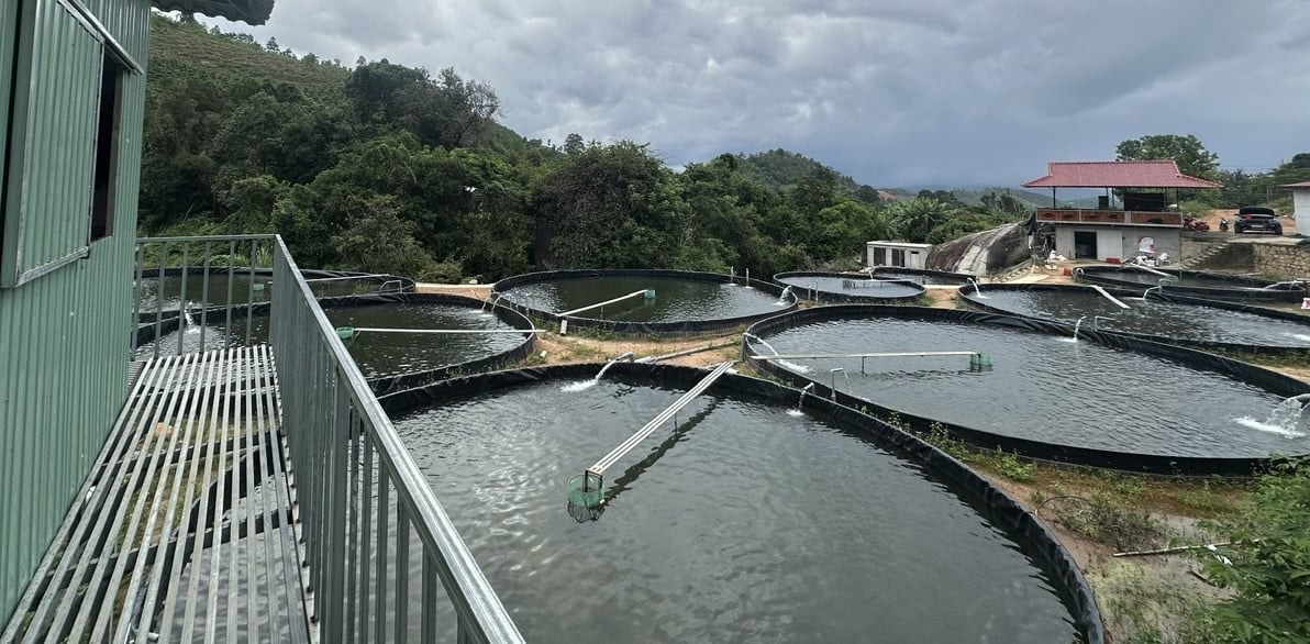 Hợp tác xã (HTX) Anh Đức ở thôn 1, xã Đam Rông 4 đã lựa chọn nghề nuôi cá tầm làm hướng phát triển kinh tế chủ lực. Ảnh: Phạm Hoài.