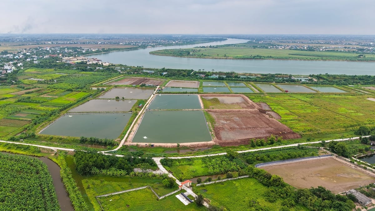 Một vùng nuôi cá rô phi tham gia chuỗi liên kết phục vụ chế biến và xuất khẩu. Ảnh: VN.