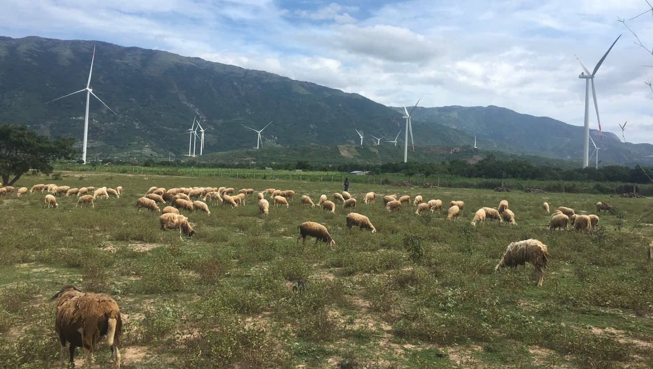 Chăn nuôi cừu ở khu vực Ninh Thuận, tỉnh Khánh Hòa. Ảnh: Kim Sơ.