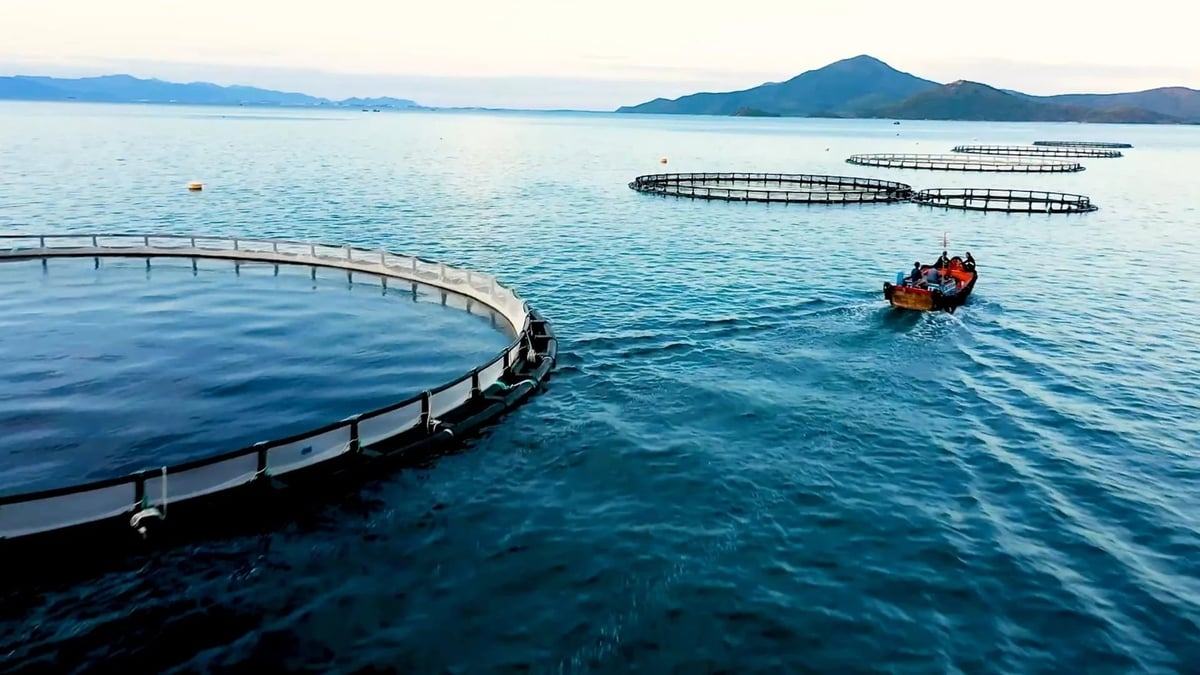 Việc đánh giá sức tải môi trường giúp kiểm soát mật độ lồng nuôi phù hợp, đảm bảo phát triển nuôi biển công nghiệp bền vững. Ảnh: Duy Học. Việc đánh giá sức tải môi trường giúp kiểm soát mật độ lồng nuôi phù hợp, đảm bảo phát triển nuôi biển công nghiệp bền vững. Ảnh: Duy Học.