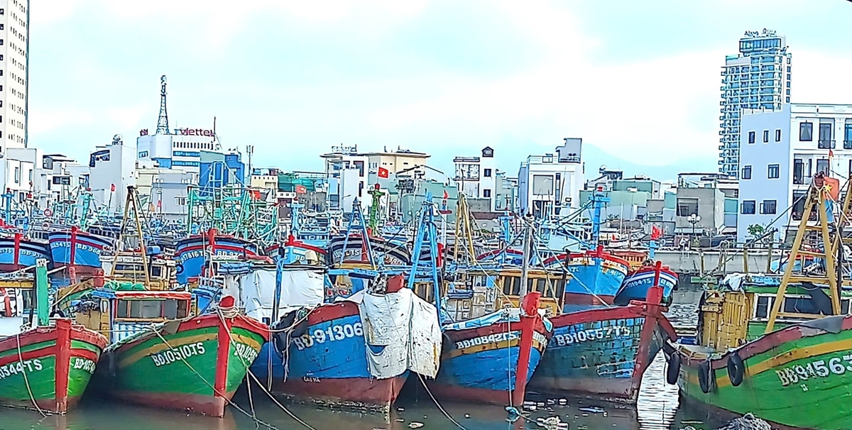 Trên địa bàn phường Quy Nhơn (Gia Lai) có 138 hồ sơ tàu cá đăng ký giải bản đợt 1. Ảnh: V.Đ.T.
