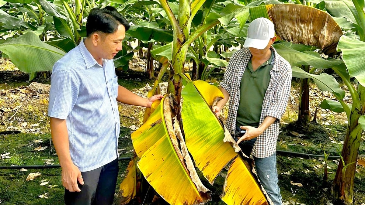 Cán bộ chuyên môn xã Phú Giáo cùng nông dân kiểm tra tình trạng vàng lá, sinh trưởng trên vườn chuối già Nam Mỹ. Ảnh: Trần Phi. Cán bộ chuyên môn xã Phú Giáo cùng nông dân kiểm tra tình trạng vàng lá, sinh trưởng trên vườn chuối già Nam Mỹ. Ảnh: Trần Phi.