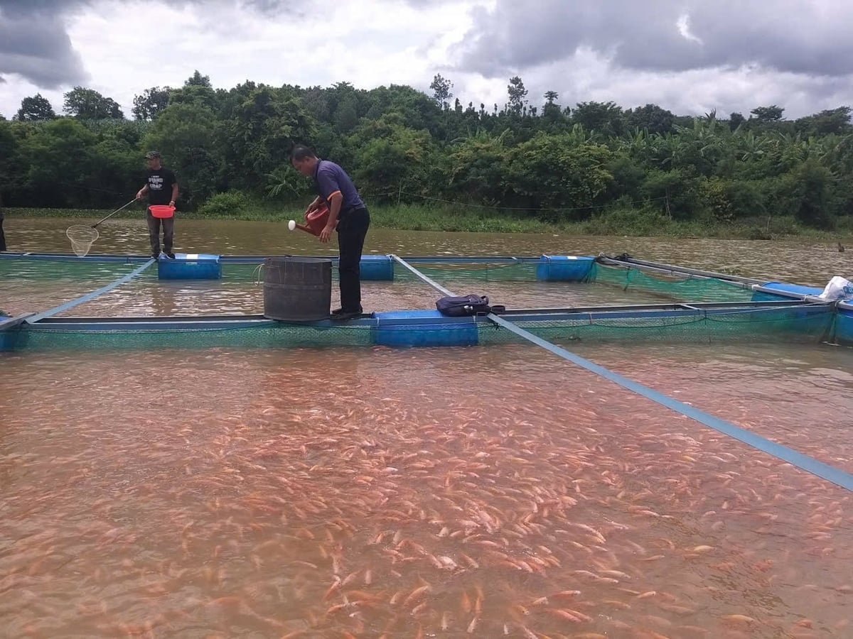 Những năm gần đây, nuôi cá lồng bè nước ngọt đã trở thành sinh kế quan trọng của nhiều hộ dân tại Đắk Lắk. Ảnh: Trần Thọ. Những năm gần đây, nuôi cá lồng bè nước ngọt đã trở thành sinh kế quan trọng của nhiều hộ dân tại Đắk Lắk. Ảnh: Trần Thọ.
