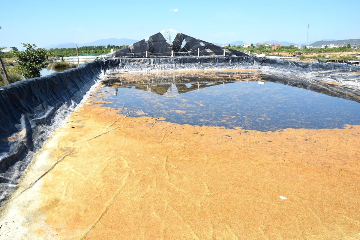 Những ao nuôi tôm theo hướng thâm canh của anh Dương Thanh Hỷ vụ này bị bỏ trống không nuôi vì lo lại thua lỗ tiếp. Ảnh: V.Đ.T. Những ao nuôi tôm theo hướng thâm canh của anh Dương Thanh Hỷ vụ này bị bỏ trống không nuôi vì lo lại thua lỗ tiếp. Ảnh: V.Đ.T.