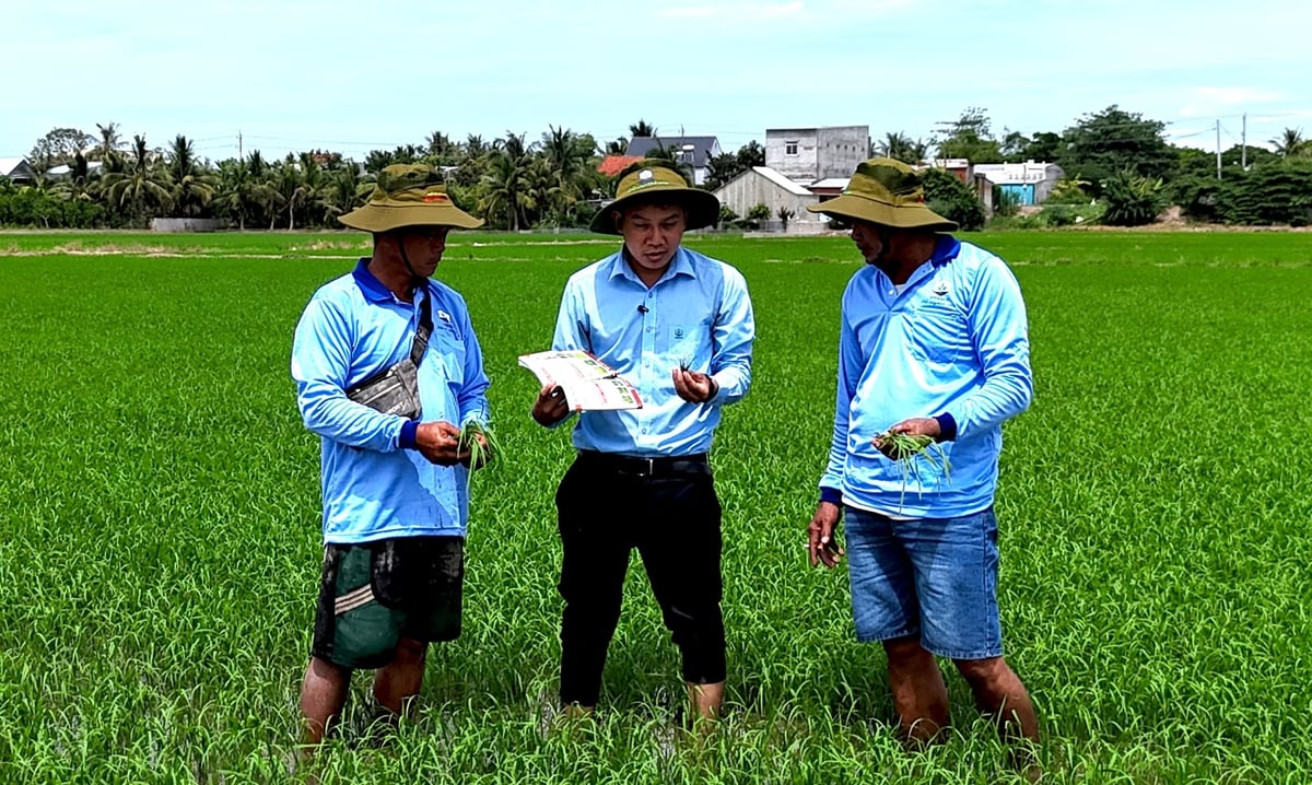 Nhân viên kỹ thuật của Vipesco hướng dẫn nông dân sử dụng bộ đôi Betazol kết hợp Vitanil xử lý một lần giúp ruộng sạch cỏ, lúa phát triển đều và phủ kín mặt ruộng. Ảnh: Minh Sáng.
