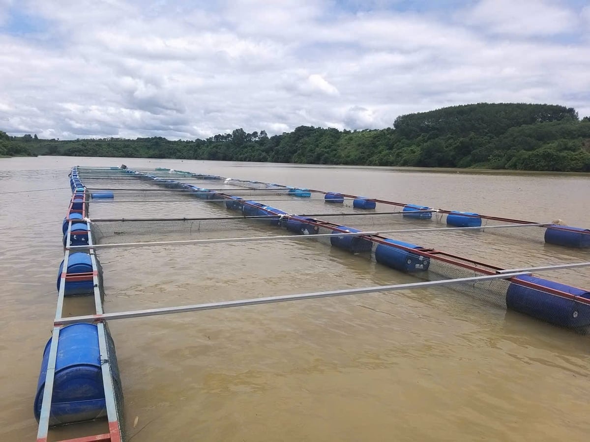 Nuôi cá lồng bè trên sông Sêrêpốk, tỉnh Đắk Lắk. Ảnh:Trần Thọ. Nuôi cá lồng bè trên sông Sêrêpốk, tỉnh Đắk Lắk. Ảnh:Trần Thọ.