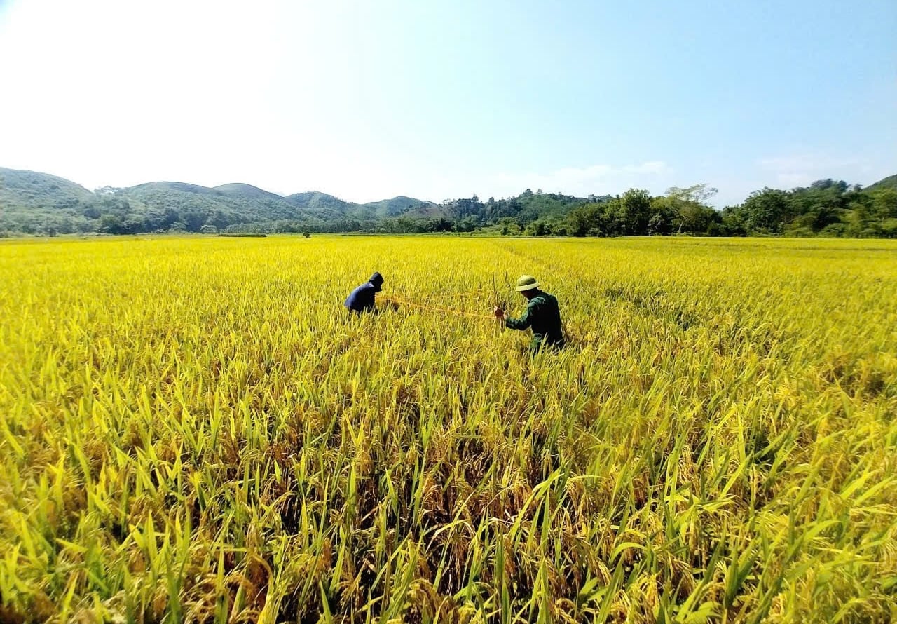 Cánh đồng lúa 85ha sản xuất lúa giống Tẻ nương Hà Giang tại thôn Tân An. Ảnh: Hoàng Cường.