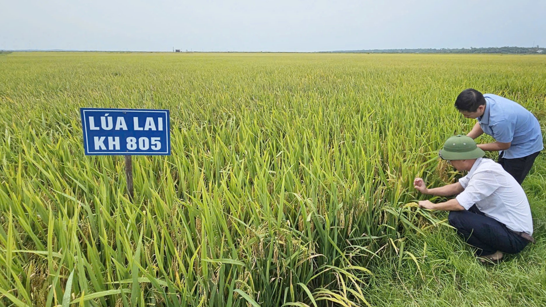 Giống lúa KH 805 qua 2 vụ đông xuân đều cho năng suất trên 90 tạ/ha tại Quảng Trị. Ảnh: T. P.