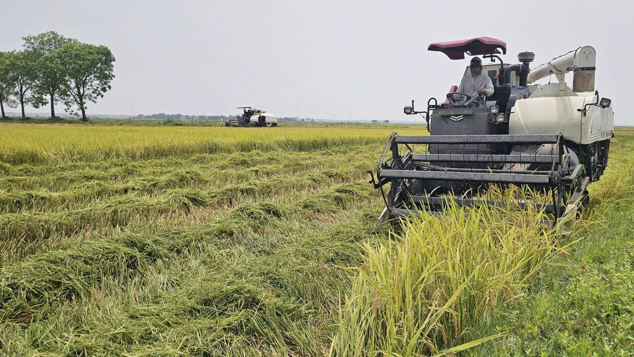 Nhiều giống lúa mới chất lượng cao đã được đưa vào sản xuất tại Quảng Trị. Ảnh: T. P.