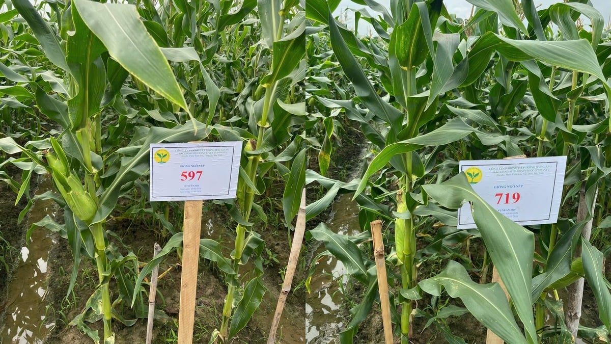 Giống ngô 597 và 719 là các giống ngô nếp và ngô đường, 2 giống ngô nếp ngọt (có 30% hạt đường, 70% hạt nếp dẻo). Ảnh: HT.
