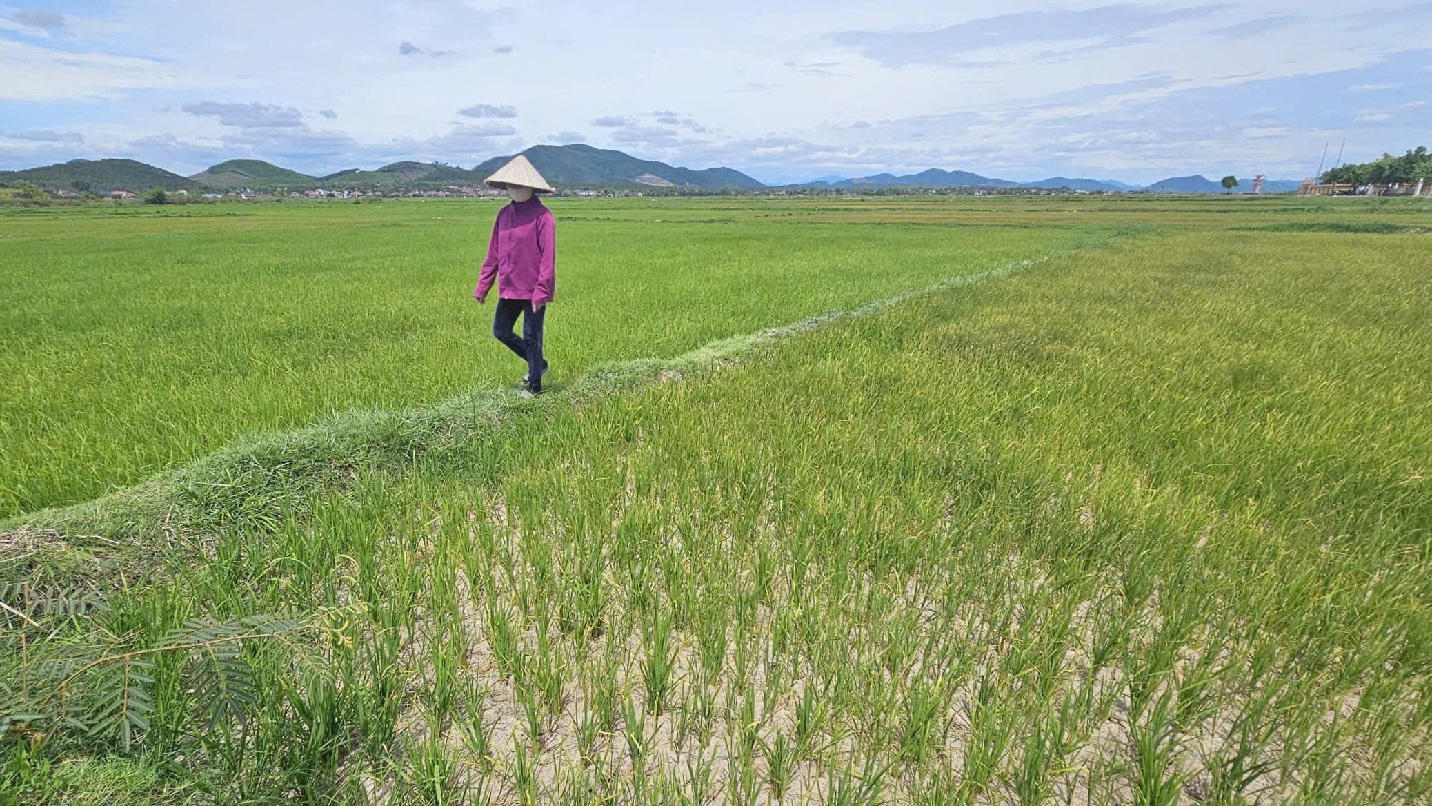 Cánh đồng khô hạn tại xã Bắc Trạch. Ảnh: Tâm Phùng. Cánh đồng khô hạn tại xã Bắc Trạch. Ảnh: Tâm Phùng.
