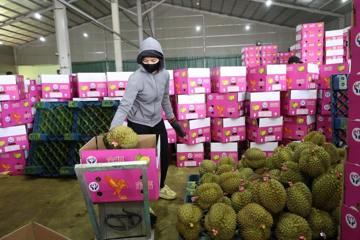 Khâu đóng gói sầu riêng phục vụ xuất khẩu được tăng cường kiểm tra, giám sát nhằm duy trì các điều kiện theo quy định. Ảnh: Nhật Tiến. Khâu đóng gói sầu riêng phục vụ xuất khẩu được tăng cường kiểm tra, giám sát nhằm duy trì các điều kiện theo quy định. Ảnh: Nhật Tiến.