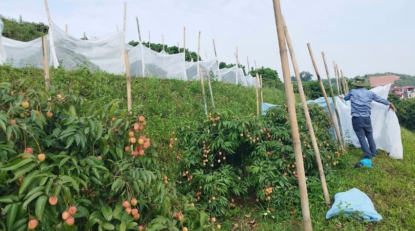 Cán bộ kỹ thuật cùng gia đình ông Dinh kiểm tra và tháo màn che chuẩn bị thu hoạch vải. Ảnh: Phạm Minh. Cán bộ kỹ thuật cùng gia đình ông Dinh kiểm tra và tháo màn che chuẩn bị thu hoạch vải. Ảnh: Phạm Minh.