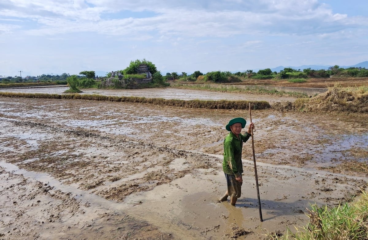 Vụ hè thu 2026, toàn TP. Huế gieo sạ khoảng 25.008 ha lúa, ưu tiên các giống ngắn ngày và cực ngắn ngày. Ảnh: Văn Dinh.