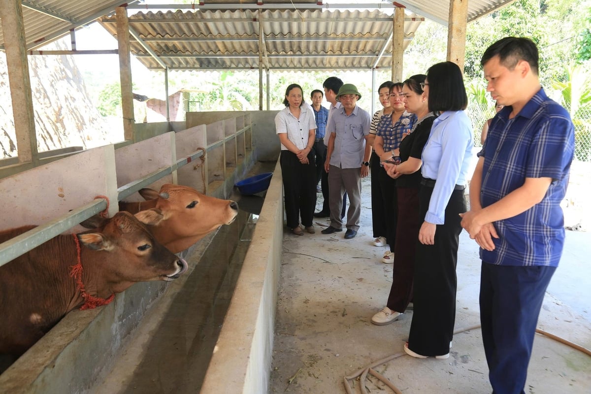 Tỉnh Lào Cai sẽ bỗ trí khoảng 100 tỷ đồng/năm để hỗ trợ các mô hình phát triển nông, lâm nghiệp, thủy sản. Ảnh: Thanh Tiến.