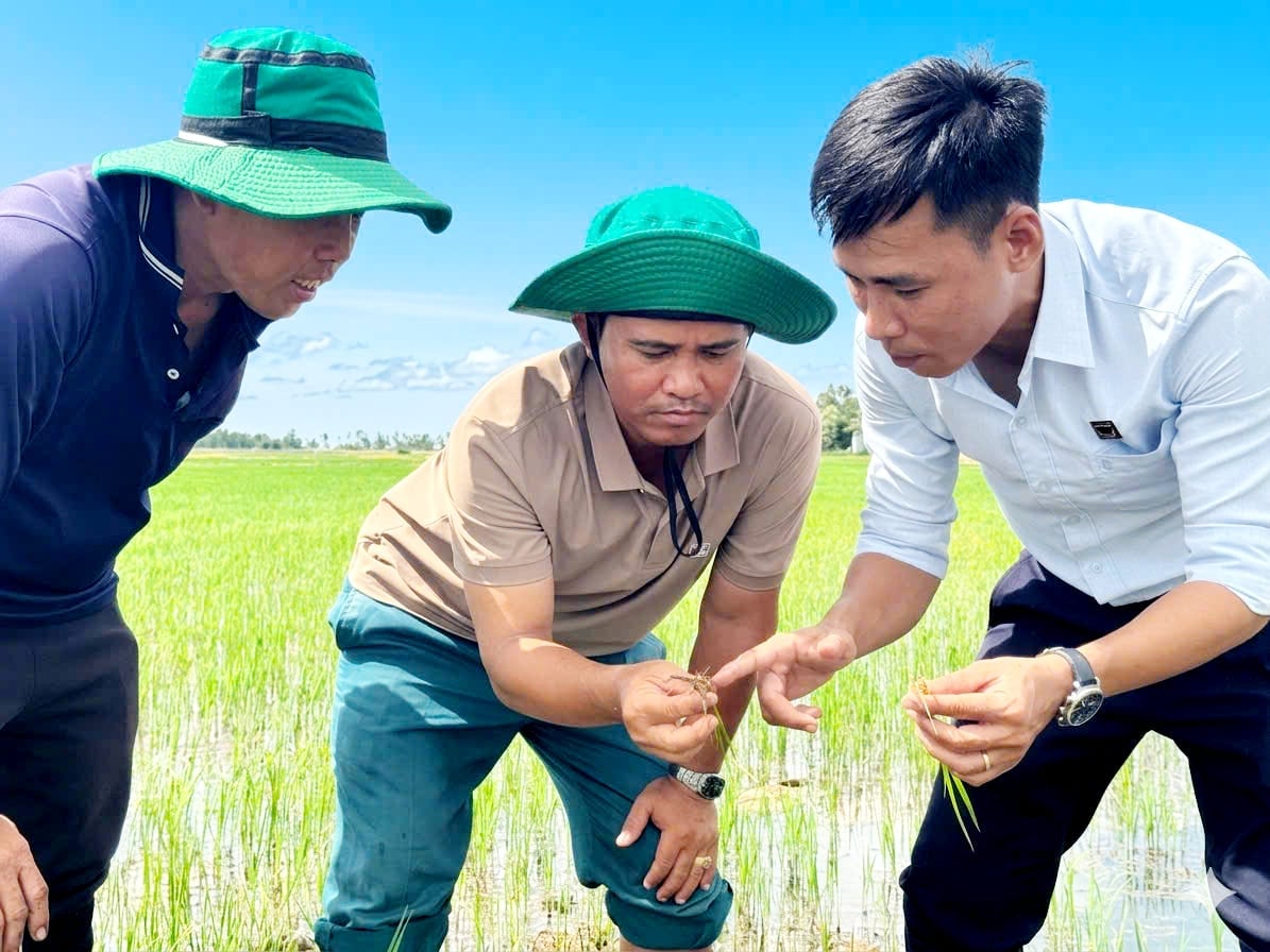 Nông dân cùng nhân viên kỹ thuật Công ty Cổ phần Phân bón Bình Điền kiểm tra sự phát triển của bộ rễ lúa trên nền đất phèn được cải tạo. Ảnh: Ngọc Vân. Nông dân cùng nhân viên kỹ thuật Công ty Cổ phần Phân bón Bình Điền kiểm tra sự phát triển của bộ rễ lúa trên nền đất phèn được cải tạo. Ảnh: Ngọc Vân.