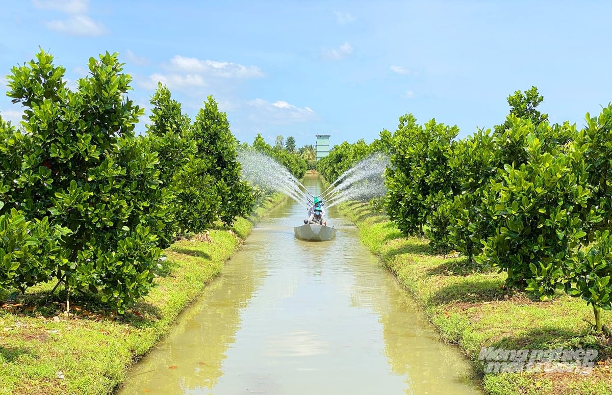 Nông dân Đồng Tháp chăm sóc vườn mít. Ảnh: Lê Hoàng Vũ.
