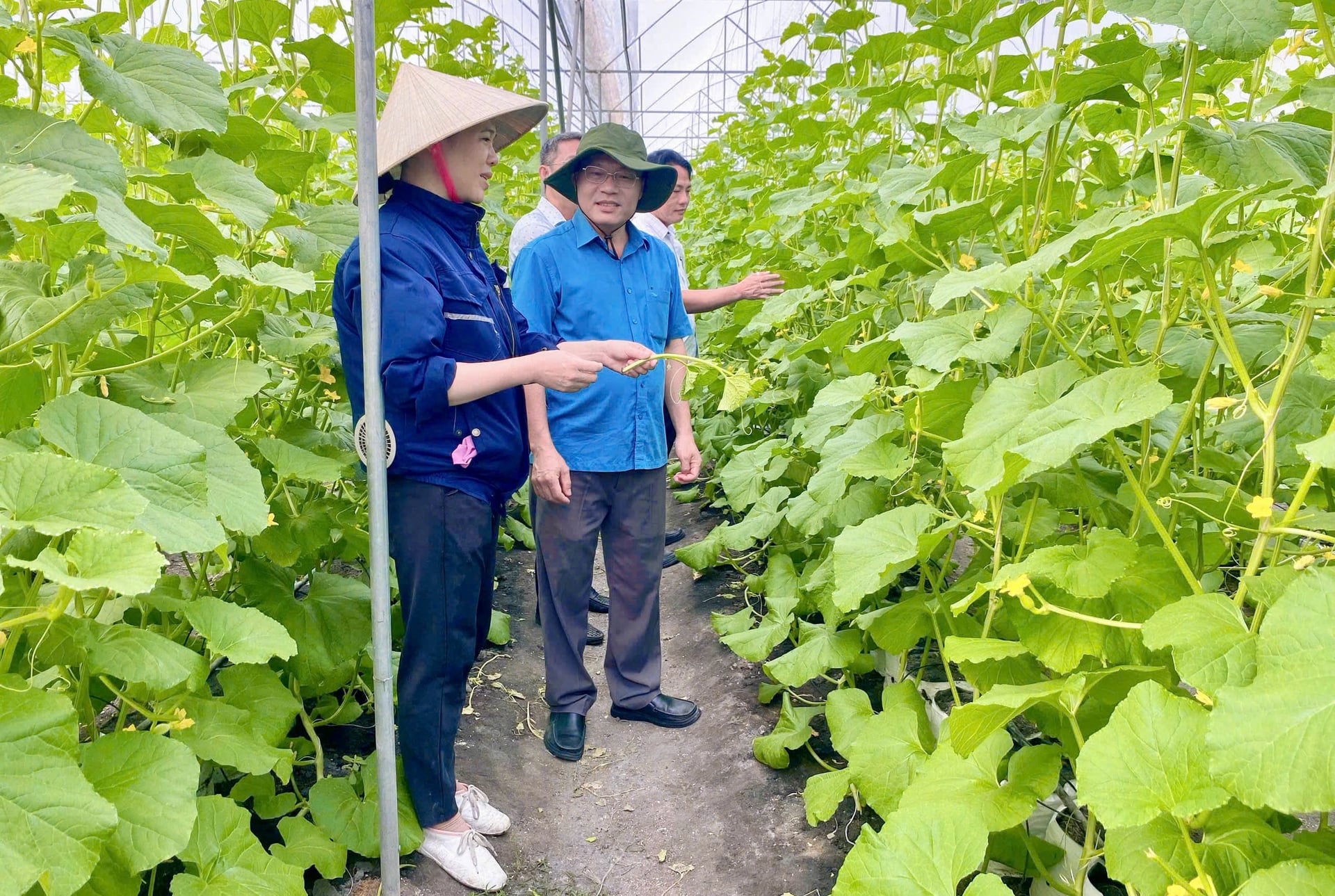 Lãnh đạo địa phương và nông dân tham quan, theo dõi tình hình sinh trưởng của dưa lưới trong nhà màng tại xã Phú Giáo. Ảnh: Trần Phi.