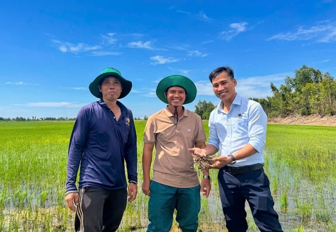 Niềm vui của ông Nguyễn Văn Đủ (giữa) khi rơm rạ vụ trước đã phân hủy tốt, không còn lo ngại ngộ độc hữu cơ. Ảnh: Ngọc Vân. Niềm vui của ông Nguyễn Văn Đủ (giữa) khi rơm rạ vụ trước đã phân hủy tốt, không còn lo ngại ngộ độc hữu cơ. Ảnh: Ngọc Vân.