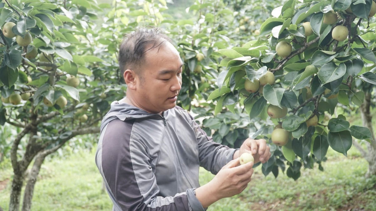 Ông Ma Cang Dinh dự định sẽ mở rộng thêm 1ha lê trong thời gian tới. Ảnh: Đức Bình. Ông Ma Cang Dinh dự định sẽ mở rộng thêm 1ha lê trong thời gian tới. Ảnh: Đức Bình.