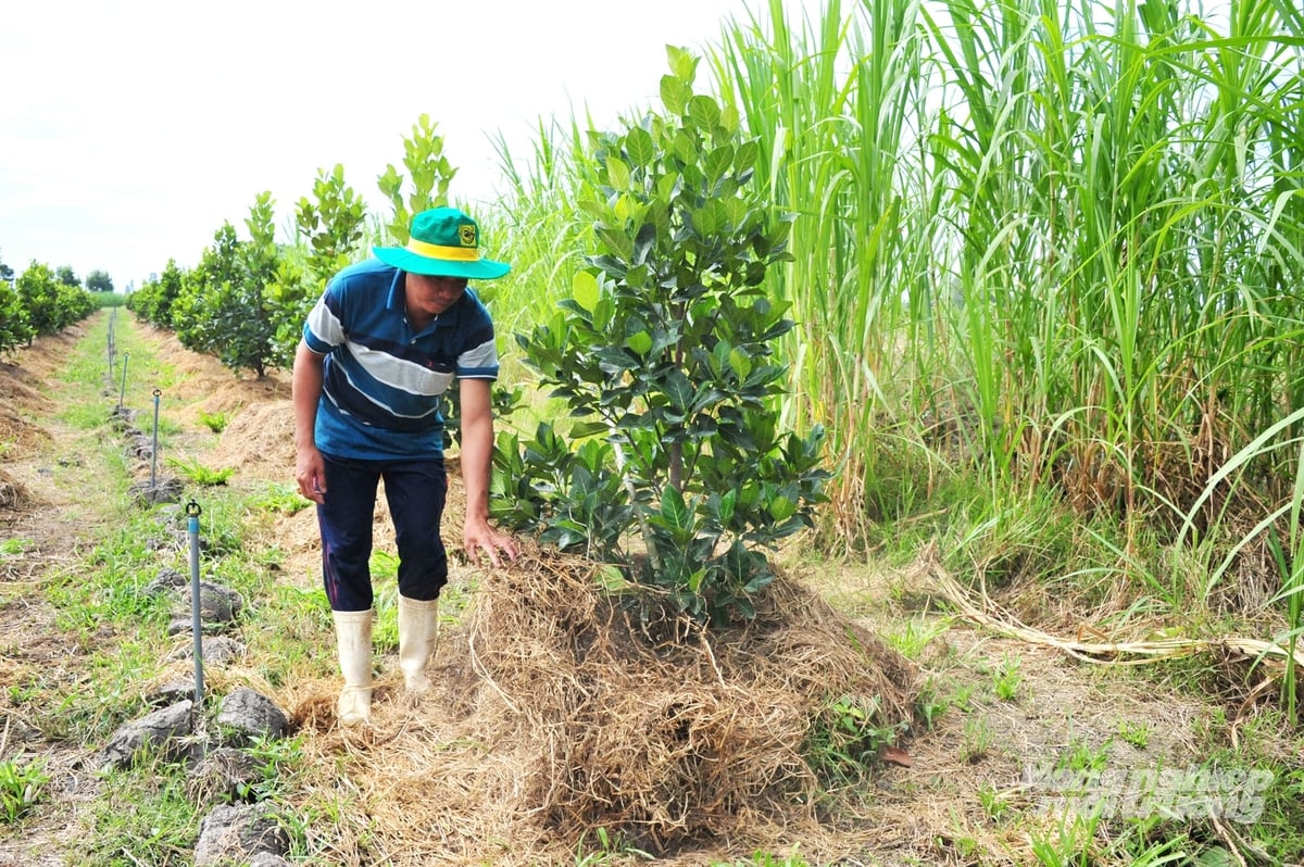 Mô hình trồng mít theo hướng hữu cơ giúp giảm chi phí đầu vào, cải thiện độ phì nhiêu đất, hạn chế nguy cơ tồn dư kim loại nặng. Ảnh: Lê Hoàng Vũ.