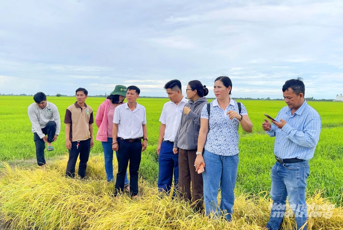 Đoàn công tác của Trung tâm Khuyến nông An Giang, Tổ chức SNV và Ban Quản lý Dự án TRVC khảo sát thực tế mô hình sản xuất lúa phát thải thấp tại HTX Nông nghiệp Thạnh Hòa tham gia Dự án. Ảnh: Lê Hoàng Vũ.