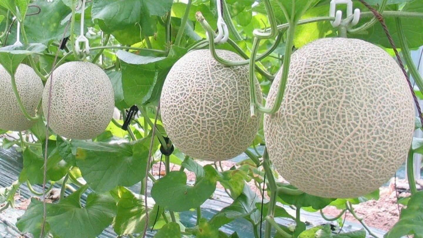 Dưa lưới được trồng trong nhà màng, góp phần nâng cao chất lượng sản phẩm và hiệu quả kinh tế. Ảnh: Trần Phi.