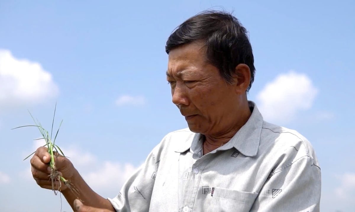 Ông Nguyễn Trung Phấn kiểm tra bộ rễ lúa sau khi đất phèn được cải tạo hiệu quả. Ảnh: Ngọc Vân.