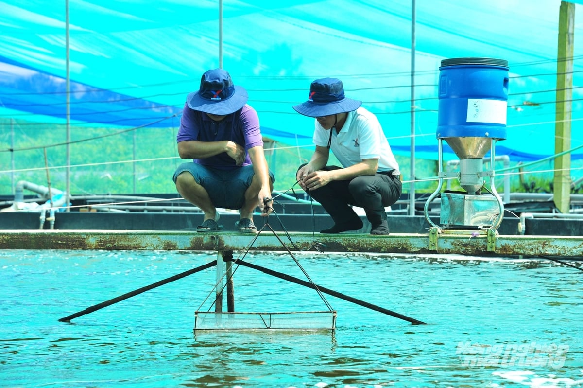 Kiểm tra sàng ăn để theo dõi sức khỏe và quản lý chính xác lượng thức ăn cho tôm, tránh lãng phí và hạn chế ô nhiễm môi trường ao nuôi. Ảnh: Lê Hoàng Vũ. Kiểm tra sàng ăn để theo dõi sức khỏe và quản lý chính xác lượng thức ăn cho tôm, tránh lãng phí và hạn chế ô nhiễm môi trường ao nuôi. Ảnh: Lê Hoàng Vũ.