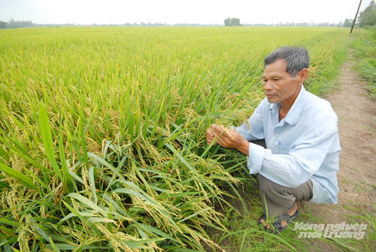 Ông Huỳnh Văn Kham (xã Tháp Mười, Đồng Tháp) kiểm tra ruộng lúa áp dụng kỹ thuật sạ cụm kết hợp bón vùi phân. Ảnh: Lê Hoàng Vũ.