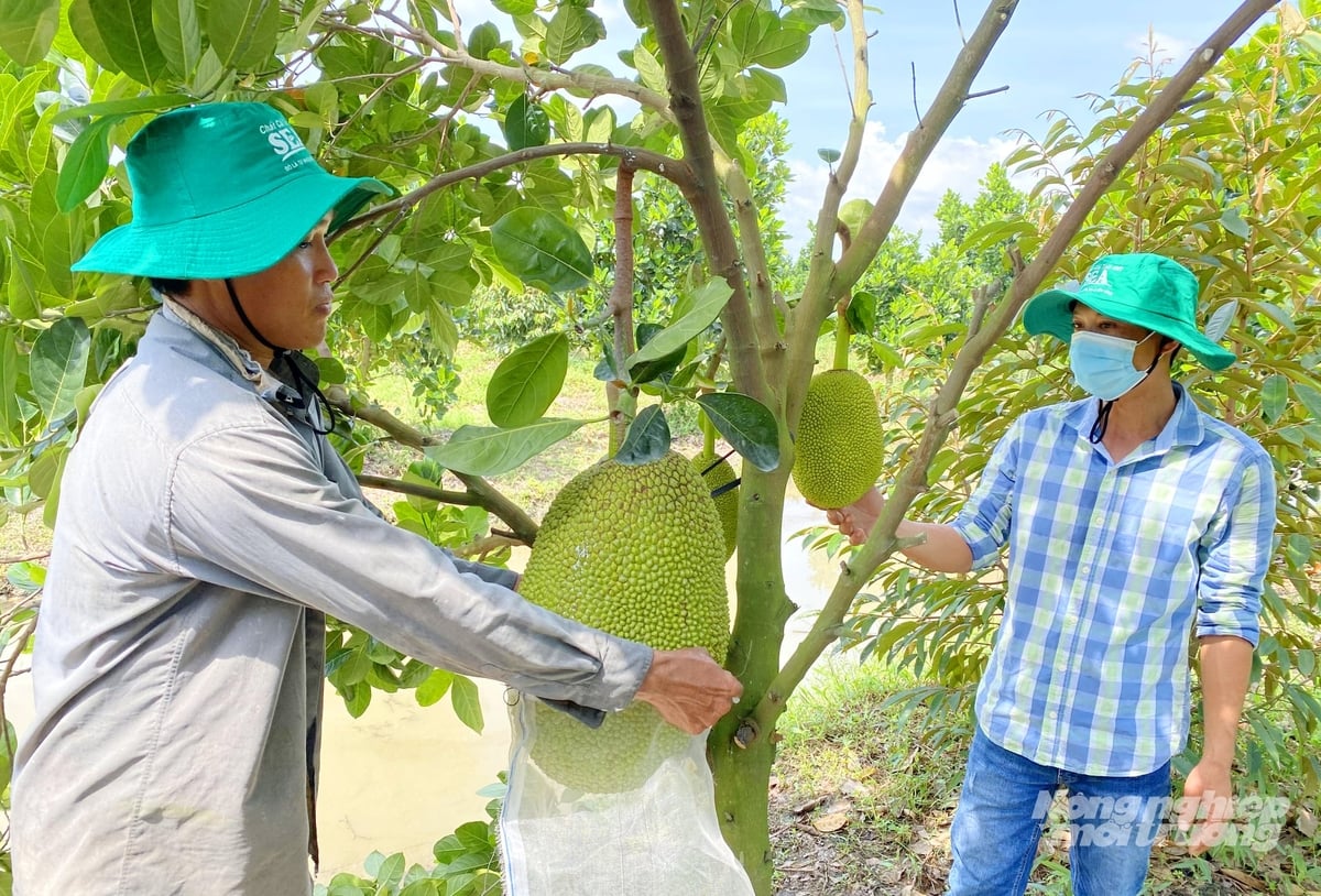 Cán bộ kỹ thuật và nhà vườn kiểm tra chất lượng trái mít tại vùng nguyên liệu được cấp mã số vùng trồng. Ảnh: Lê Hoàng Vũ.
