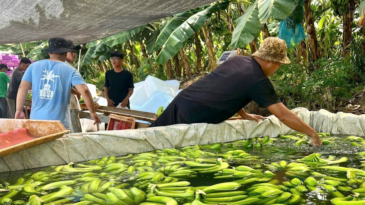 Công nhân sơ chế, xử lý chuối sau thu hoạch nhằm bảo đảm chất lượng trước khi tiêu thụ. Ảnh: Trần Phi. Công nhân sơ chế, xử lý chuối sau thu hoạch nhằm bảo đảm chất lượng trước khi tiêu thụ. Ảnh: Trần Phi.