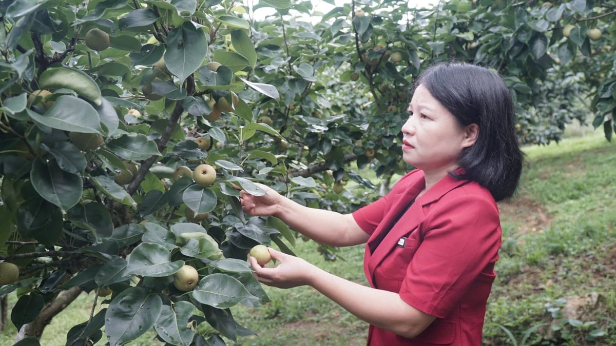 Cán bộ Hội Nông dân phường Tân Phong kiểm tra vườn lê. Ảnh: Bảo Thắng. Cán bộ Hội Nông dân phường Tân Phong kiểm tra vườn lê. Ảnh: Bảo Thắng.