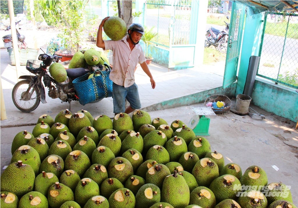 Đồng Tháp đang đẩy mạnh kiểm soát chất lượng vùng nguyên liệu và mã số vùng trồng mít nhằm nâng cao năng lực cạnh tranh cho mặt hàng mít. Ảnh: Lê Hoàng Vũ.