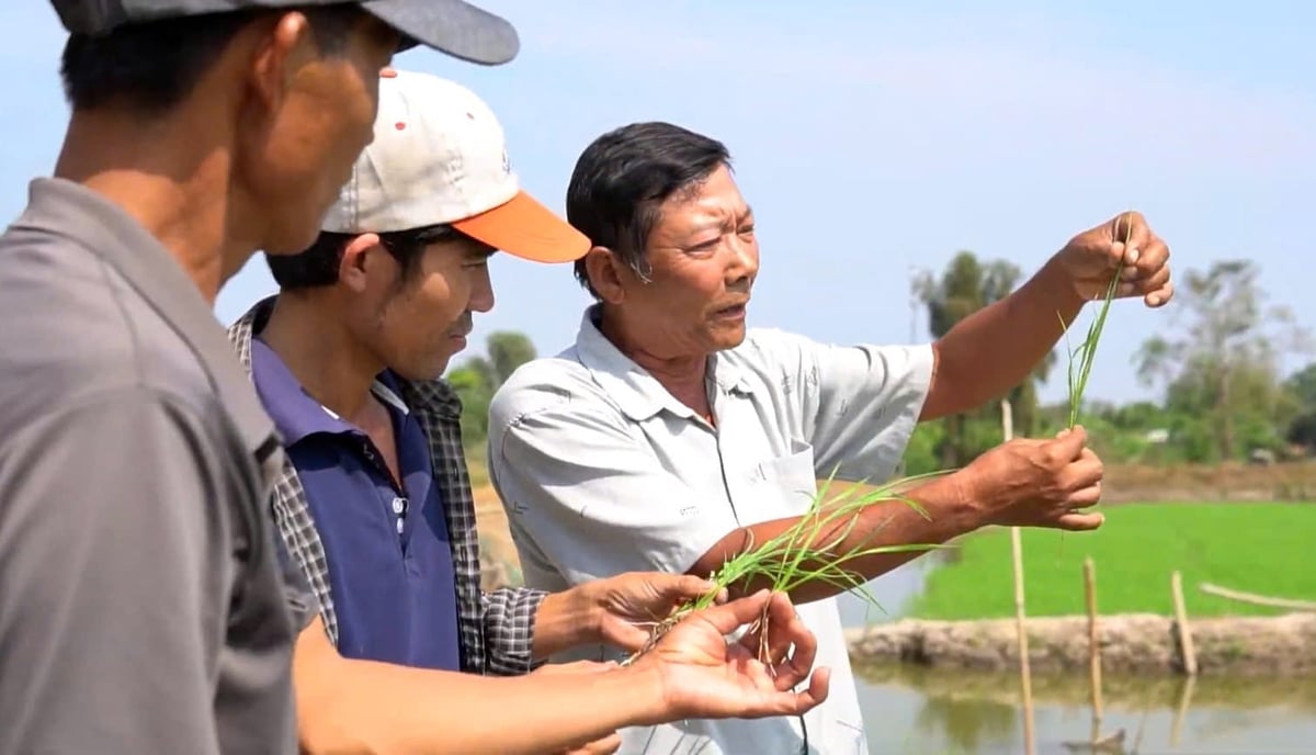 Ông Phấn nhổ cây lúa lên cho bà con xem để cùng nhau thay đổi tư duy sản xuất trên đất phèn. Ảnh: Ngọc Vân.