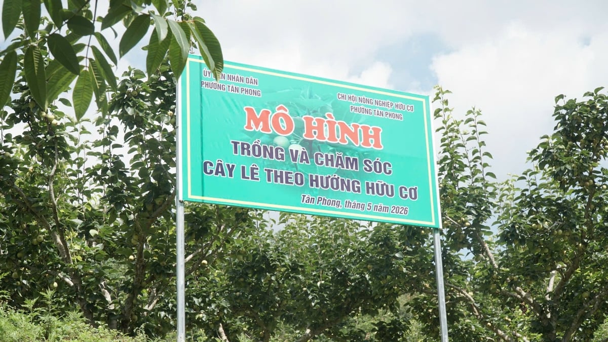Mô hình trồng và chăm sóc lê theo hướng hữu cơ của phường Tân Phong. Ảnh: Đức Bình. Mô hình trồng và chăm sóc lê theo hướng hữu cơ của phường Tân Phong. Ảnh: Đức Bình.