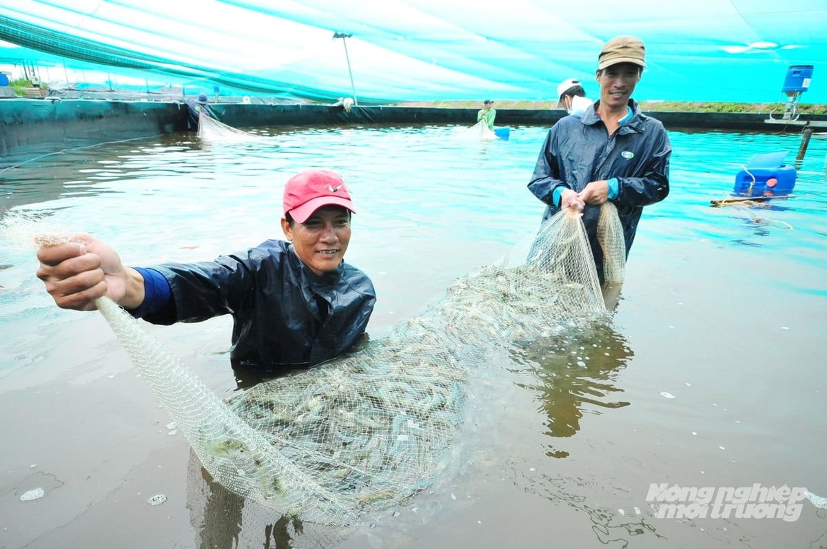 Nuôi tôm đạt năng suất cao nhờ chuyển đổi thành công sang mô hình quản trị bằng công nghệ và chủ động phòng bệnh từ sớm. Ảnh: Lê Hoàng Vũ. Nuôi tôm đạt năng suất cao nhờ chuyển đổi thành công sang mô hình quản trị bằng công nghệ và chủ động phòng bệnh từ sớm. Ảnh: Lê Hoàng Vũ.