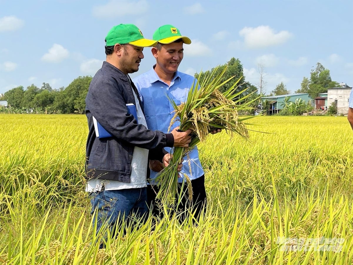 Giải pháp sạ cụm kết hợp bón vùi phân giúp giảm 20 - 30% lượng phân bón, tăng lợi nhuận cho người trồng lúa. Ảnh: Lê Hoàng Vũ.