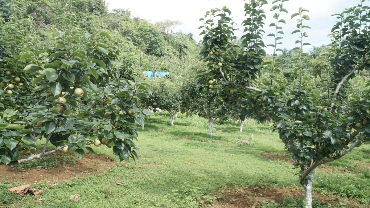 Những vườn lê phủ kín triền đồi ở tổ dân phố Sáy San. Ảnh: Đức Bình. Những vườn lê phủ kín triền đồi ở tổ dân phố Sáy San. Ảnh: Đức Bình.