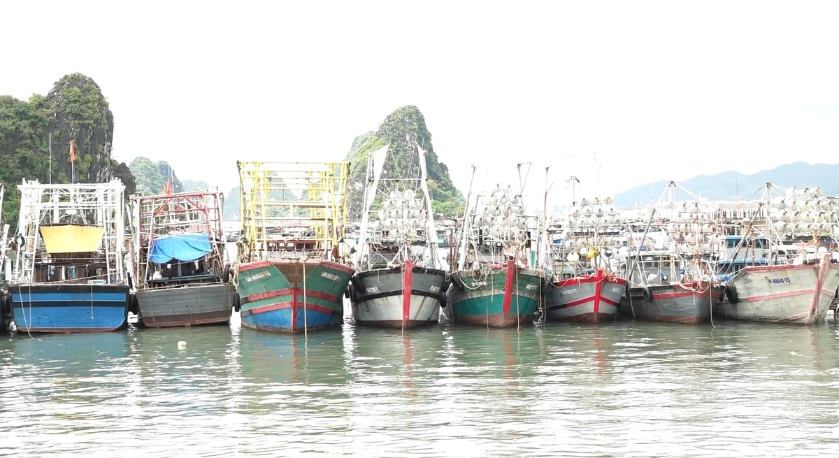 Cảng cá Cái Rồng (đặc khu Vân Đồn) chính thức công bố mở cảng vào đầu tháng 5/2026. Ảnh: Nguyễn Thành.