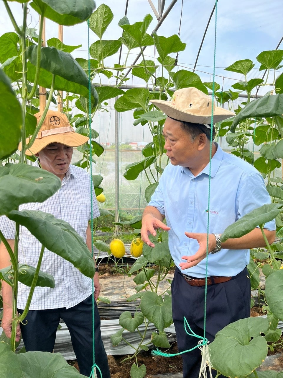 Đại diện Công ty Vạn Xuyên theo dõi, đánh giá thực tế về chọn giống cây và phòng trừ tổng hợp cho cây trồng. Ảnh: HT.