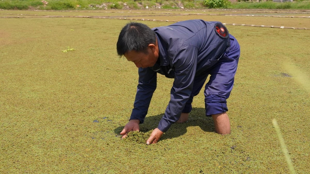 Ruộng bèo nhà ông Dụ sống khỏe trước thời tiết nắng nóng. Ảnh: Minh Toàn.